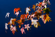 Photo: Autumn Season Autumn Season