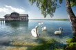 Schwäne am Bootshaus