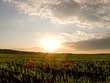 Sprouts At Sunset. 4x3. Time L...