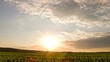 Sprouts At Sunset. Sky. 4K. Ti...