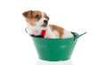 Photo: Six weeks old Jack Russel in green bucket Six weeks old Jack Russel in green bucket