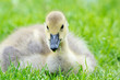 Young Canada goose