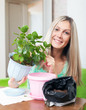 Photo: woman transplants potted Kalanchoe flower woman transplants potted Kalanchoe flower