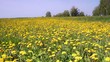 blooming yellow dandelions - timelapse