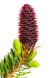 Fichte (Picea abies) Blüte und junge Triebe