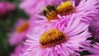 Bee on the flower.