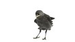 Western Jackdaw standing on white background