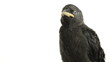Close-up of a young Western Jackdaw looking around