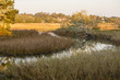 Stream Flowing Into Saltwater Marsh