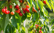 Foto: cherry tree branch cherry tree branch