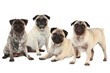 Vier Möpse nebeneinander isoliert auf weiß - pugs isolated