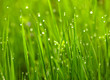 Foto: Green grass with waterdrops Green grass with waterdrops
