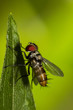 Fly