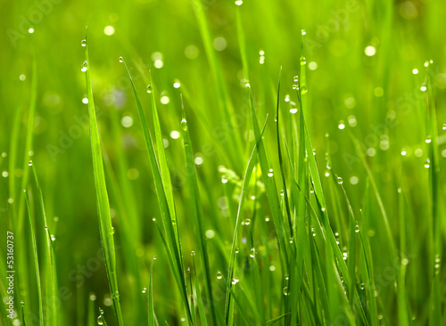 Photo: Green grass with waterdrops Green grass with waterdrops