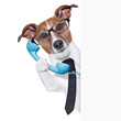 business dog