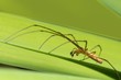 Macro photo of orb weaver spider on a green iris leaf