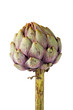 Artischocke stehend - Artichoke standing