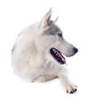 Foto: siberian husky siberian husky