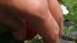 Hand take of the red strawberry from bush.
