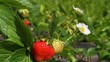 Hand take of the red strawberry from bush.