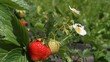 Gnat on the flower of strawberry bush.