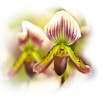 Closed Up Of Orchid Flower