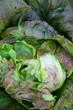 Lettuce