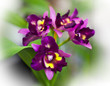 Closed Up Of Orchid Flower