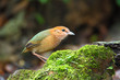 Photo: Rusty-naped pitta on green stone, thailand Rusty-naped pitta on green stone, thailand
