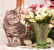 Foto: Beautiful Scottish young cat Beautiful Scottish young cat
