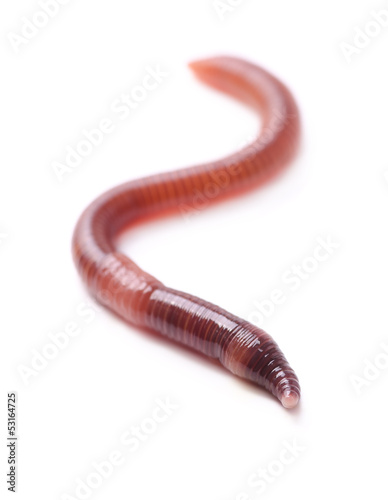 Photo: Earthworm Earthworm