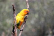 Sun Conure Parrot