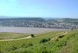 Weinberge Bingen am Rhein