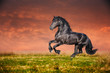 Black Friesian horse gallop