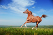Beautiful red arabian horse running gallop