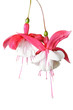  Lady's Eardrops ( Fuchsi...
