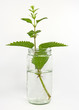 Foto: Brennnessel - Urtica Brennnessel - Urtica