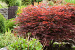 roter fächer ahorn