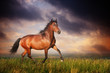 Beautiful brown horse running trot