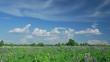 Video: Summer field with lupine flowers Summer field with lupine flowers