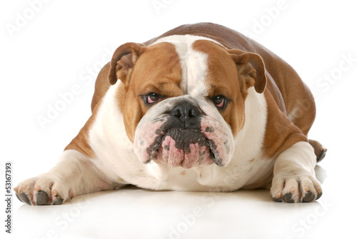 Photo: funny dog funny dog