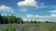 Video: Countryside landscape with flowers and clouds Countryside landscape with flowers and clouds