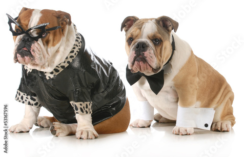 Photo: dog couple dog couple