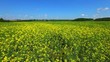 field of rapeseed plant for green energy