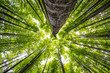 big beech trees in spring forest