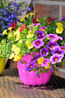 Mini-Petunie im Blumentopf