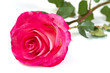 pink roses