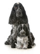 dog mother and puppy