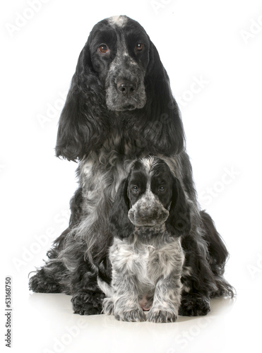 Photo: dog mother and puppy dog mother and puppy