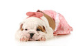 cute puppy